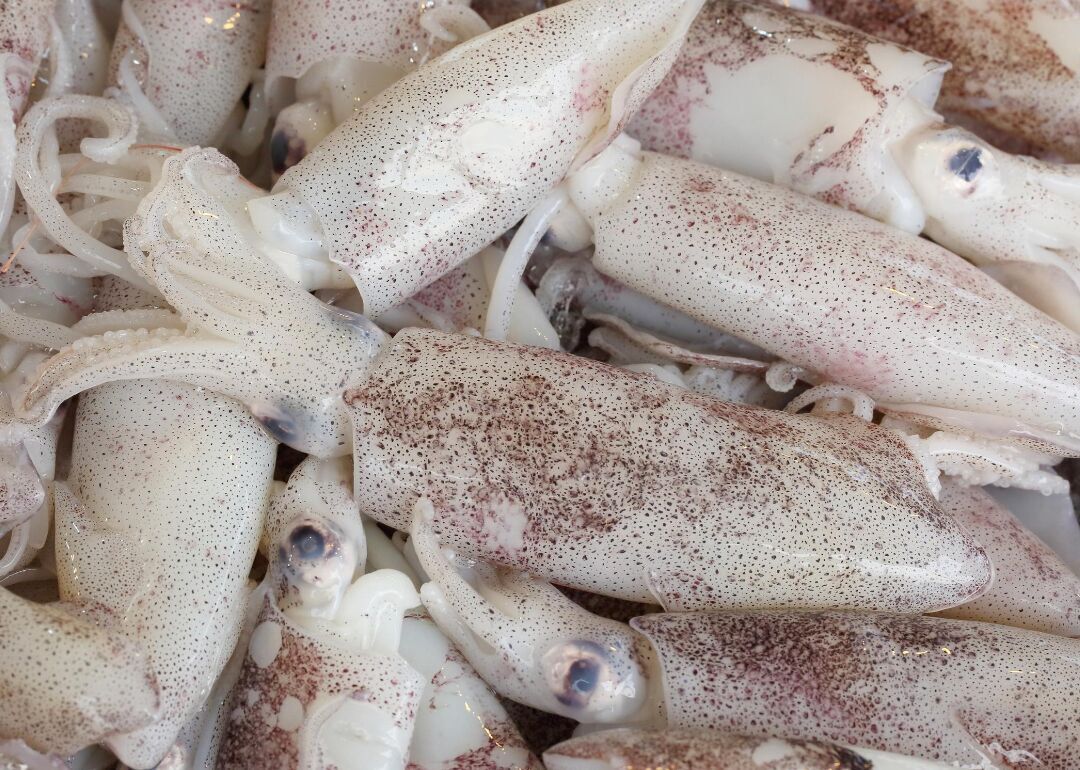 Answer #1: What is calamari?